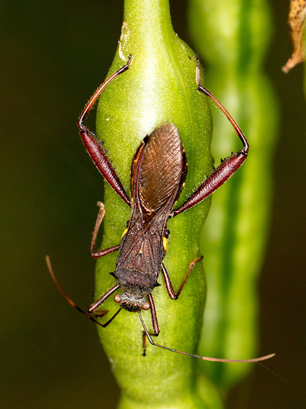 Pod-Sucking Bug (Riptortus serripes) (Riptortus serripes)